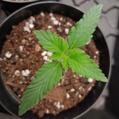 Glookie Monster growlog timeline photo