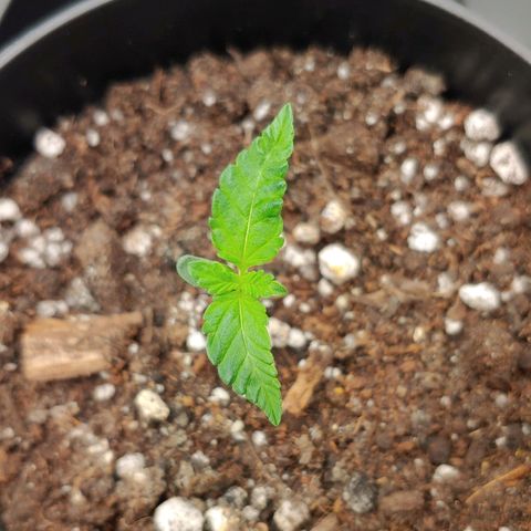 Critical Banana Smoothie growlog timeline photo