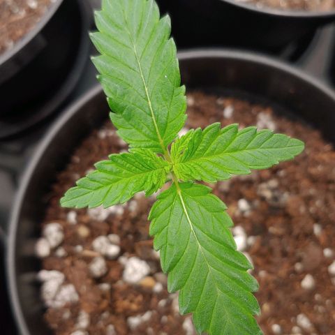 Glookie Monster 2 growlog timeline photo