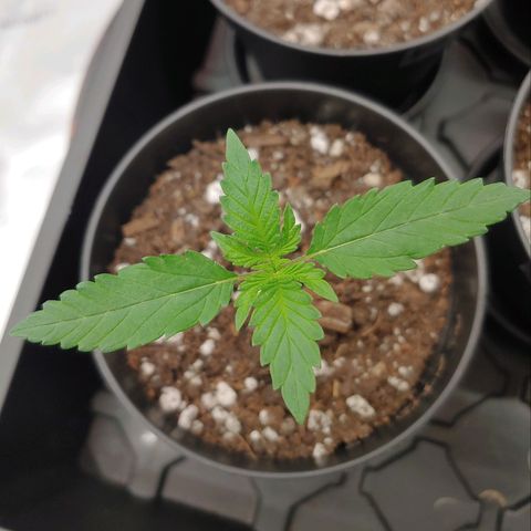 Critical Banana Smoothie 2 growlog timeline photo