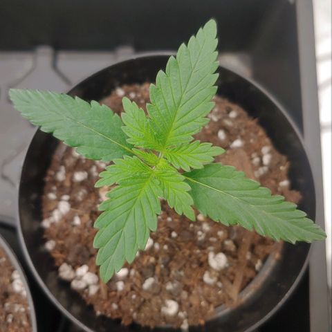 Glookie Monster growlog timeline photo