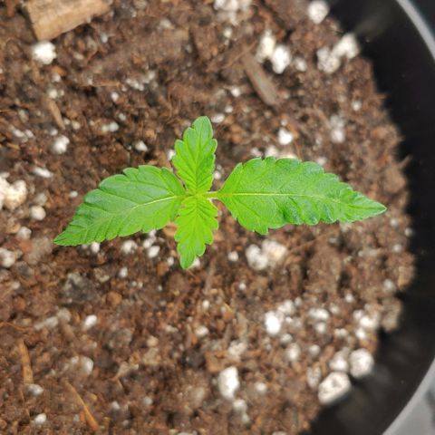 Critical Banana Smoothie growlog timeline photo