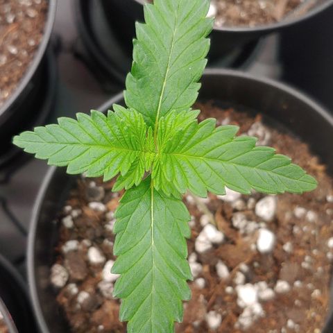 Glookie Monster 2 growlog timeline photo