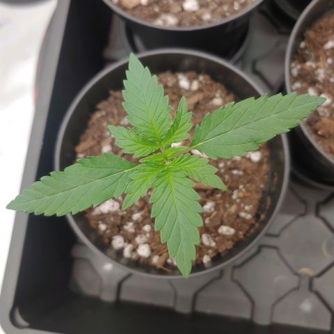 Critical Banana Smoothie 2 growlog timeline photo