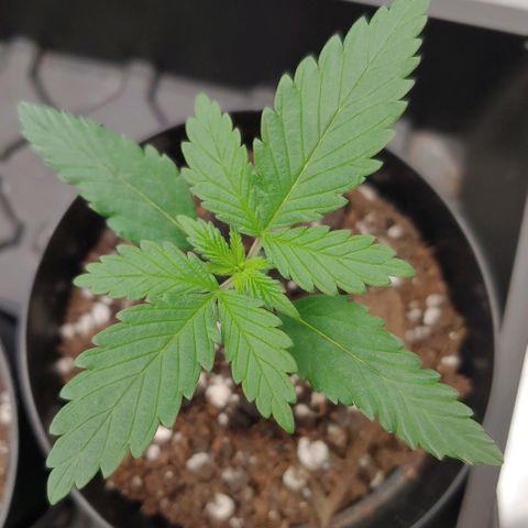 Glookie Monster growlog timeline photo