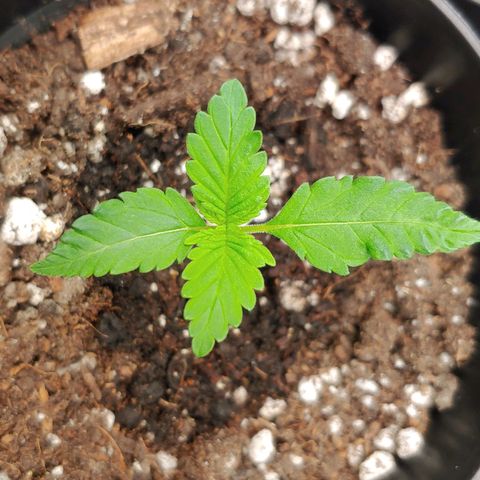 Critical Banana Smoothie growlog timeline photo