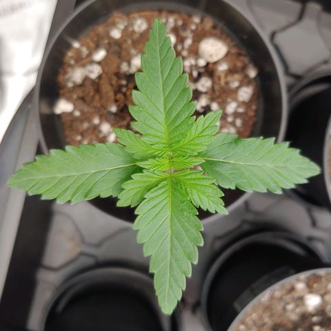 Glookie Monster 2 growlog timeline photo