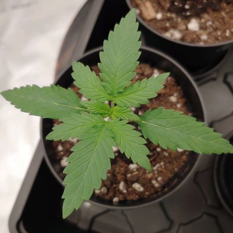 Critical Banana Smoothie 2 growlog timeline photo