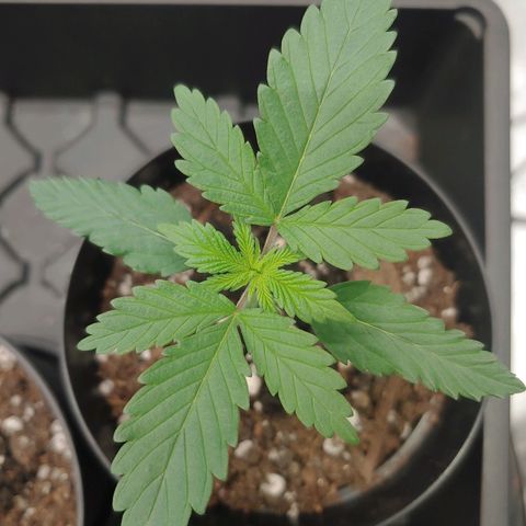 Glookie Monster growlog timeline photo