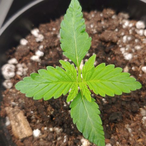 Critical Banana Smoothie growlog timeline photo