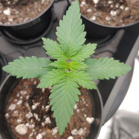 Critical Banana Smoothie growlog timeline photo