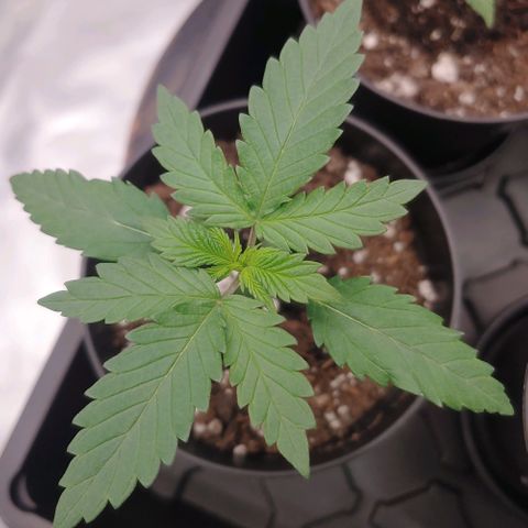 Glookie Monster 2 growlog timeline photo