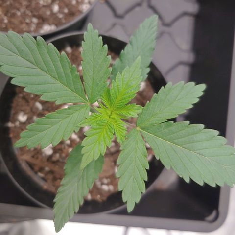 Glookie Monster growlog timeline photo