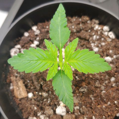 Critical Banana Smoothie growlog timeline photo