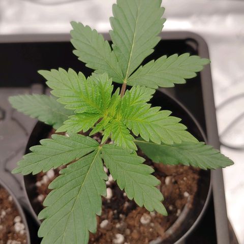 Glookie Monster growlog timeline photo