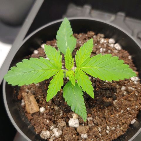 Critical Banana Smoothie growlog timeline photo