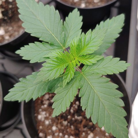 Glookie Monster 2 growlog timeline photo