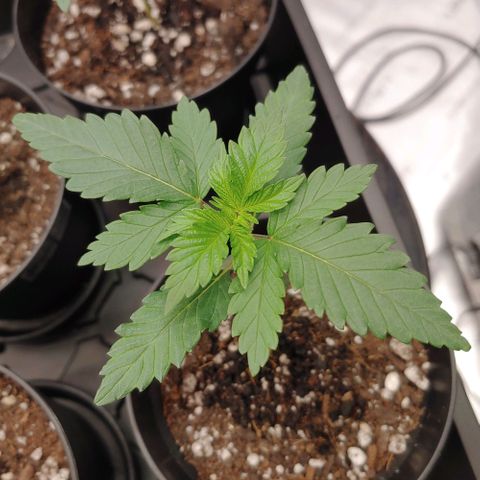 Glookie Monster 2 growlog timeline photo