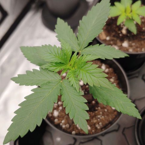 Critical Banana Smoothie 2 growlog timeline photo