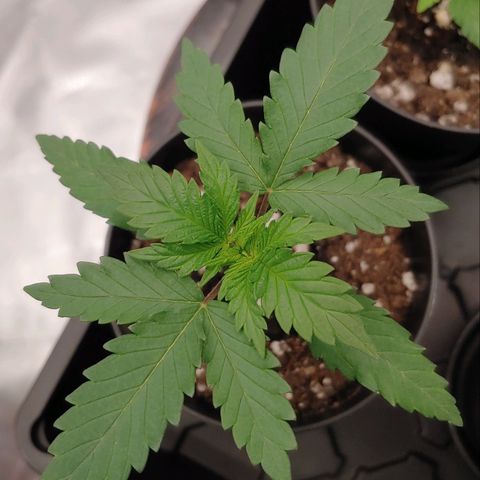 Critical Banana Smoothie 2 growlog timeline photo