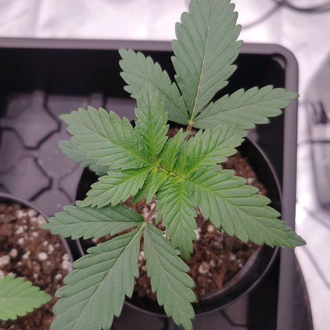 Glookie Monster growlog timeline photo