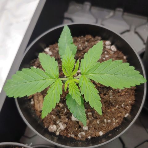 Critical Banana Smoothie growlog timeline photo