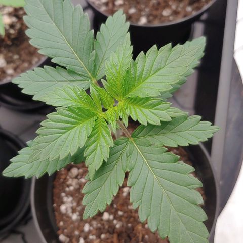 Glookie Monster 2 growlog timeline photo