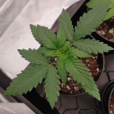 Critical Banana Smoothie 2 growlog timeline photo