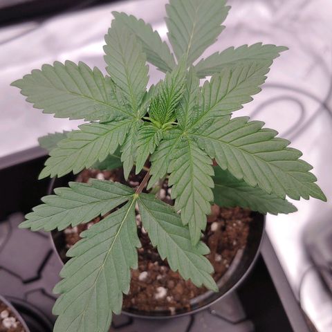 Glookie Monster growlog timeline photo