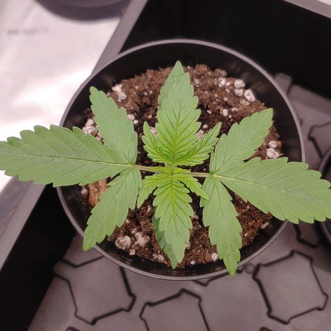 Critical Banana Smoothie growlog timeline photo