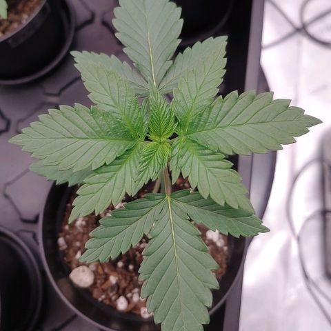 Glookie Monster 2 growlog timeline photo