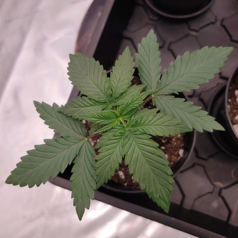 Critical Banana Smoothie 2 growlog timeline photo