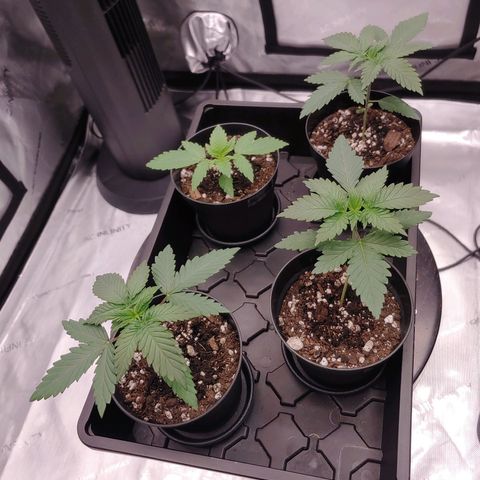 Critical Banana Smoothie growlog timeline photo