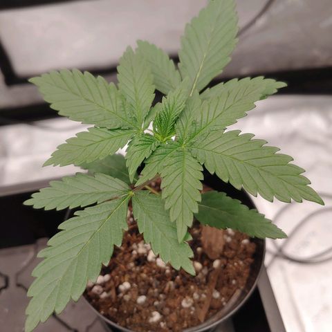 Glookie Monster growlog timeline photo