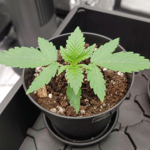 Critical Banana Smoothie growlog timeline photo