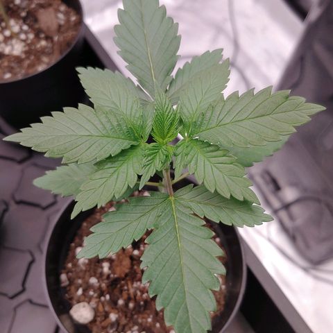 Glookie Monster 2 growlog timeline photo