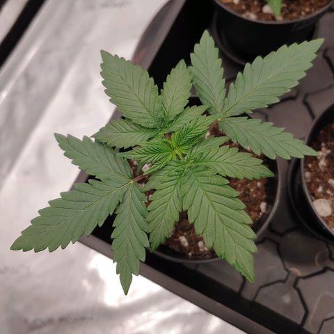 Critical Banana Smoothie 2 growlog timeline photo