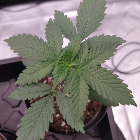Glookie Monster growlog timeline photo