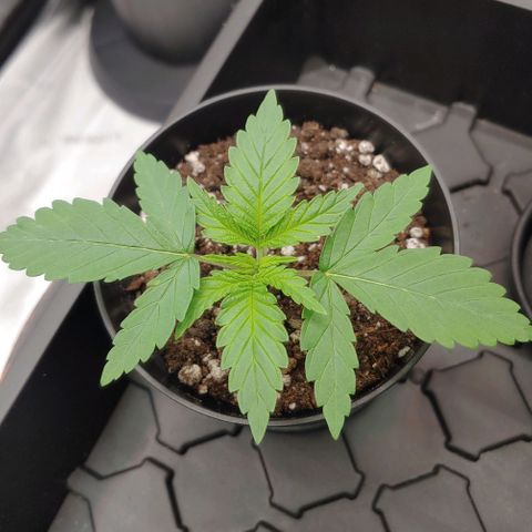 Critical Banana Smoothie growlog timeline photo