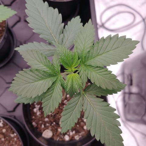 Glookie Monster 2 growlog timeline photo