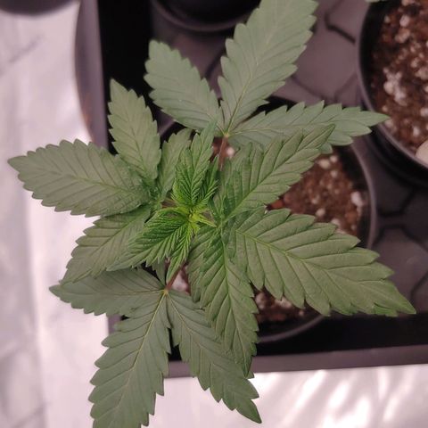 Critical Banana Smoothie 2 growlog timeline photo