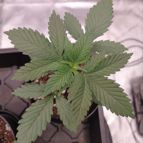 Glookie Monster growlog timeline photo