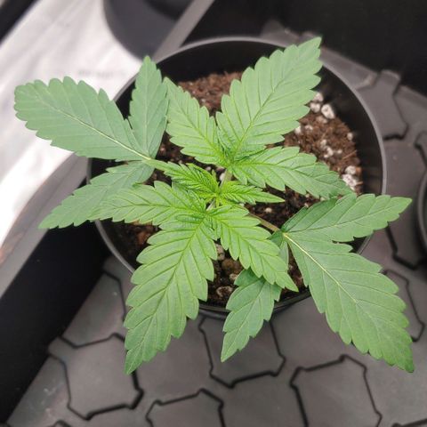 Critical Banana Smoothie growlog timeline photo
