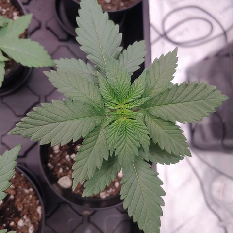 Glookie Monster 2 growlog timeline photo