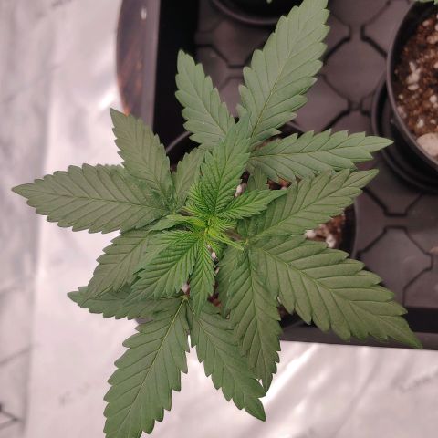 Critical Banana Smoothie 2 growlog timeline photo