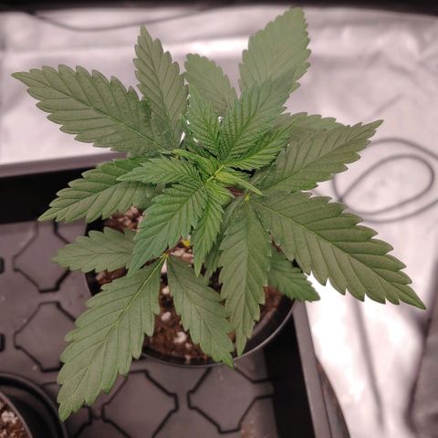 Glookie Monster growlog timeline photo