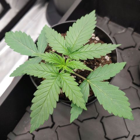 Critical Banana Smoothie growlog timeline photo