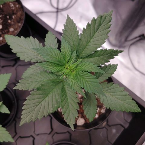 Glookie Monster 2 growlog timeline photo