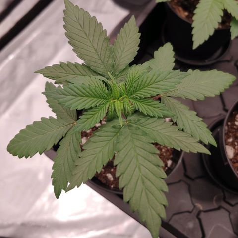Critical Banana Smoothie 2 growlog timeline photo