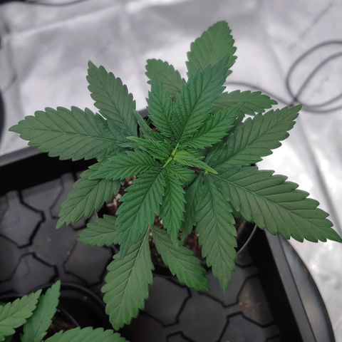 Glookie Monster growlog timeline photo